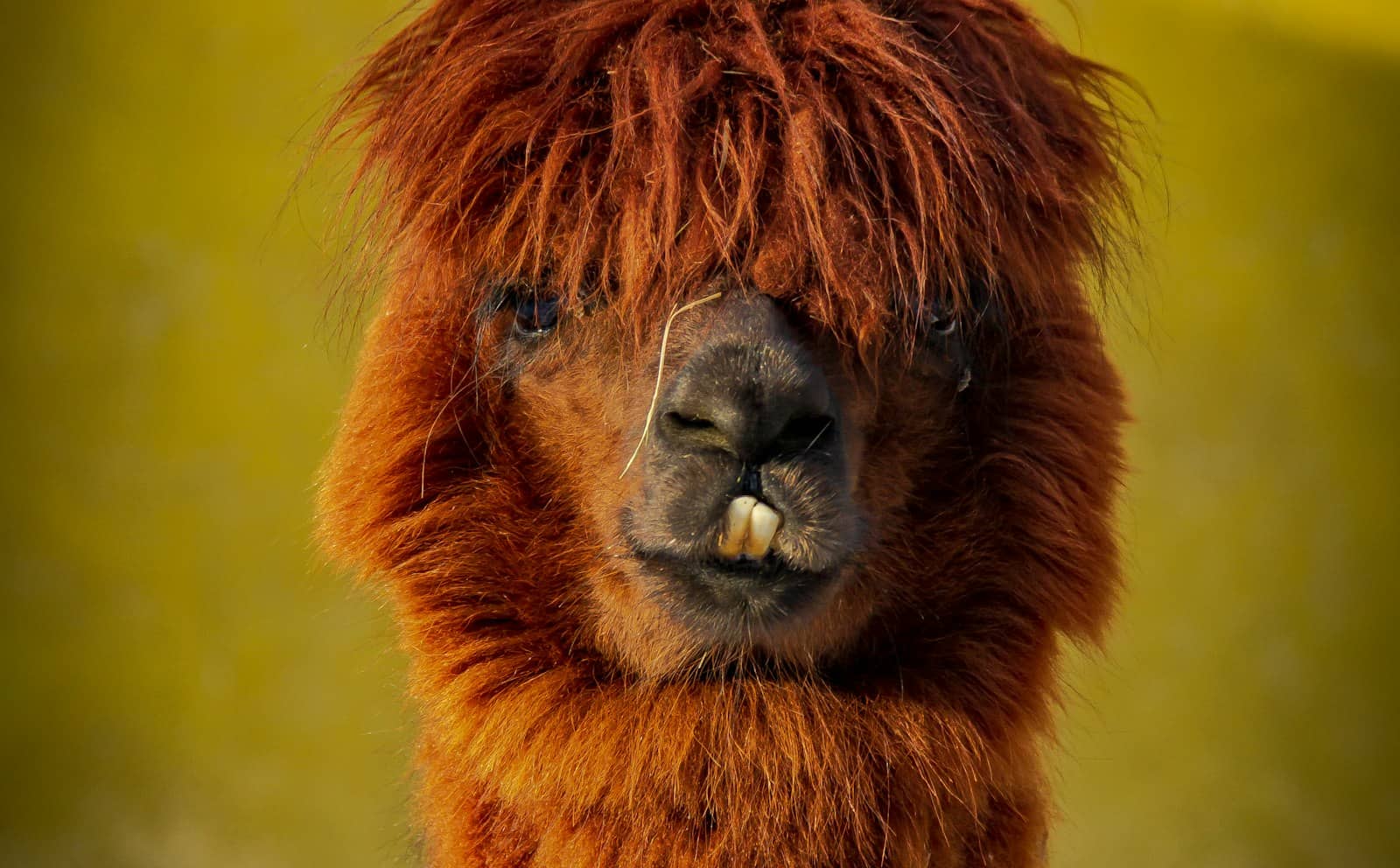 A llama in a field