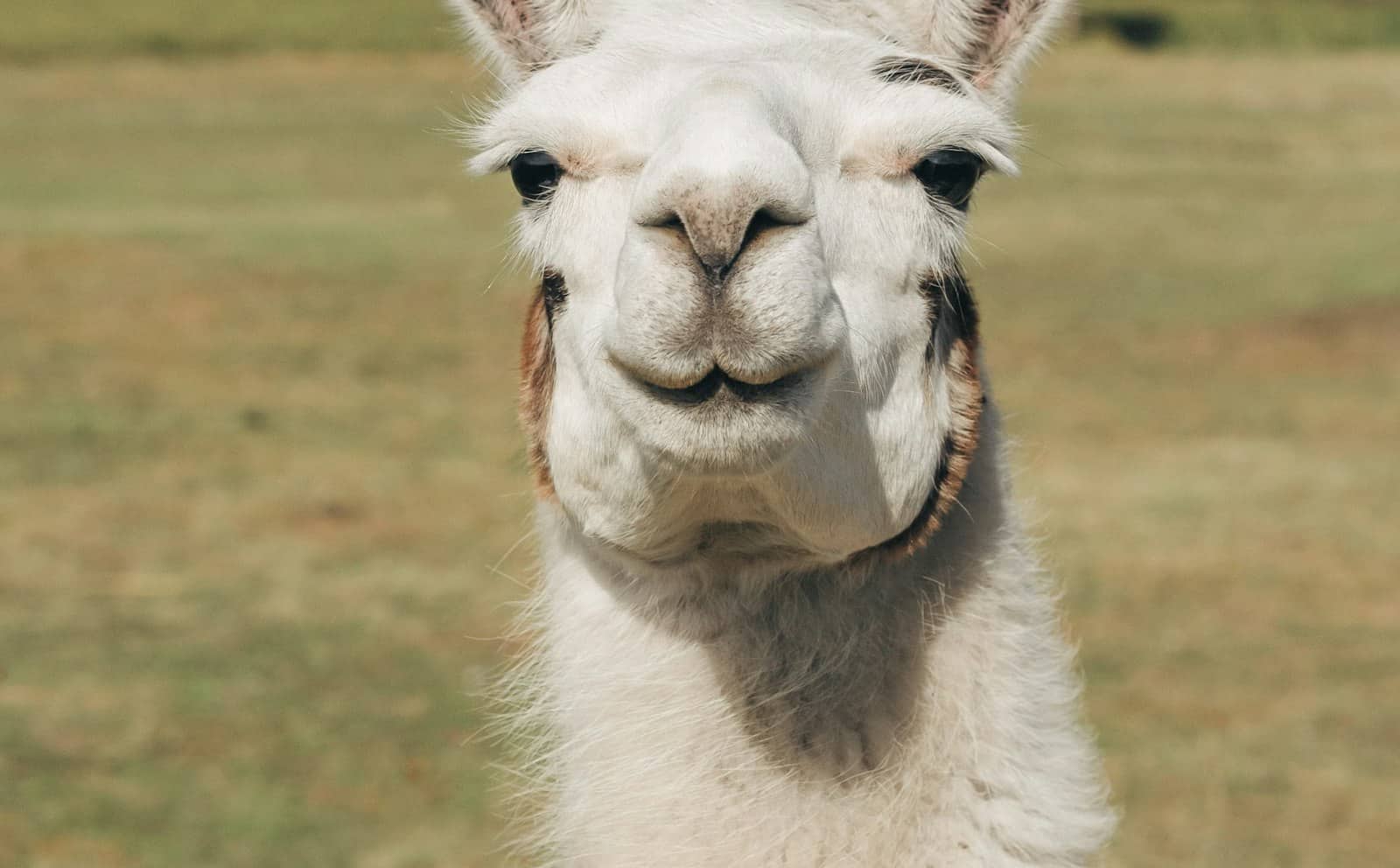 A white llama looking at the camera