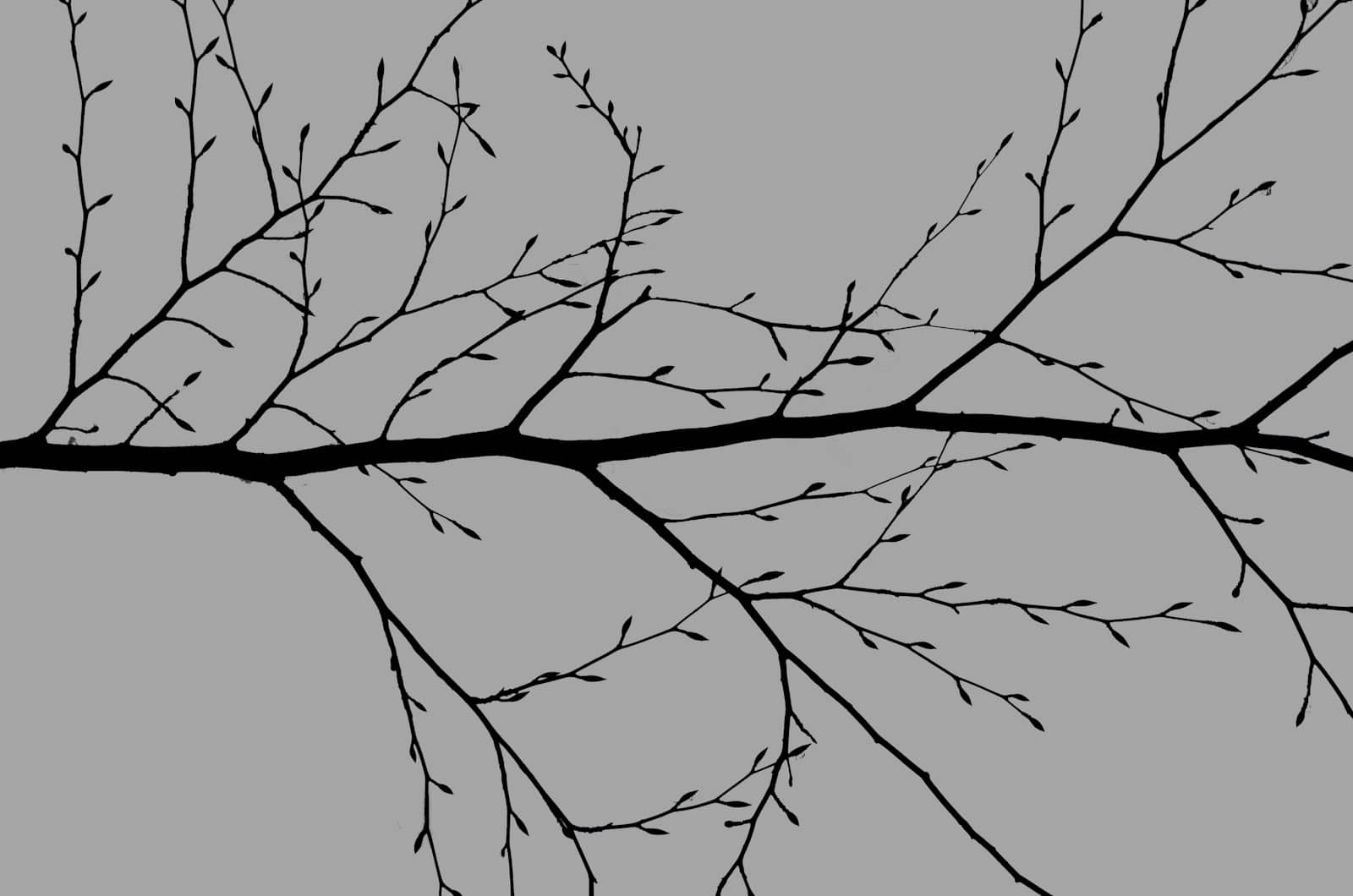A branching network structure
