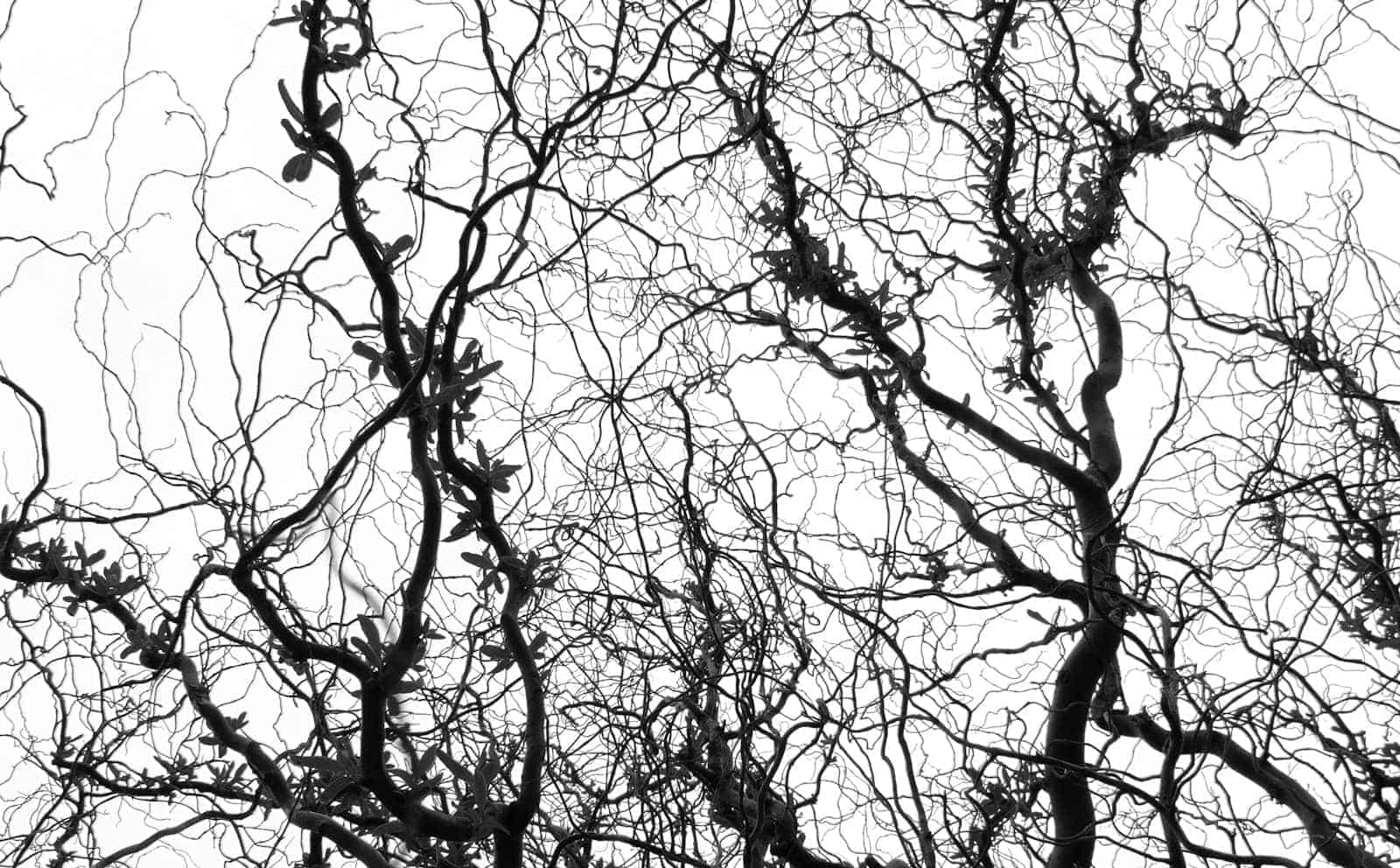 Branching tree limbs forming a network pattern
