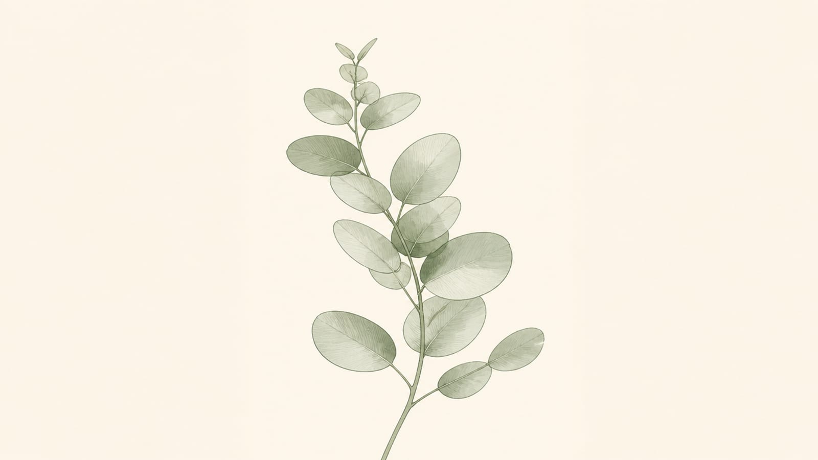 Minimalist botanical poster print of eucalyptus leaves on a cream background