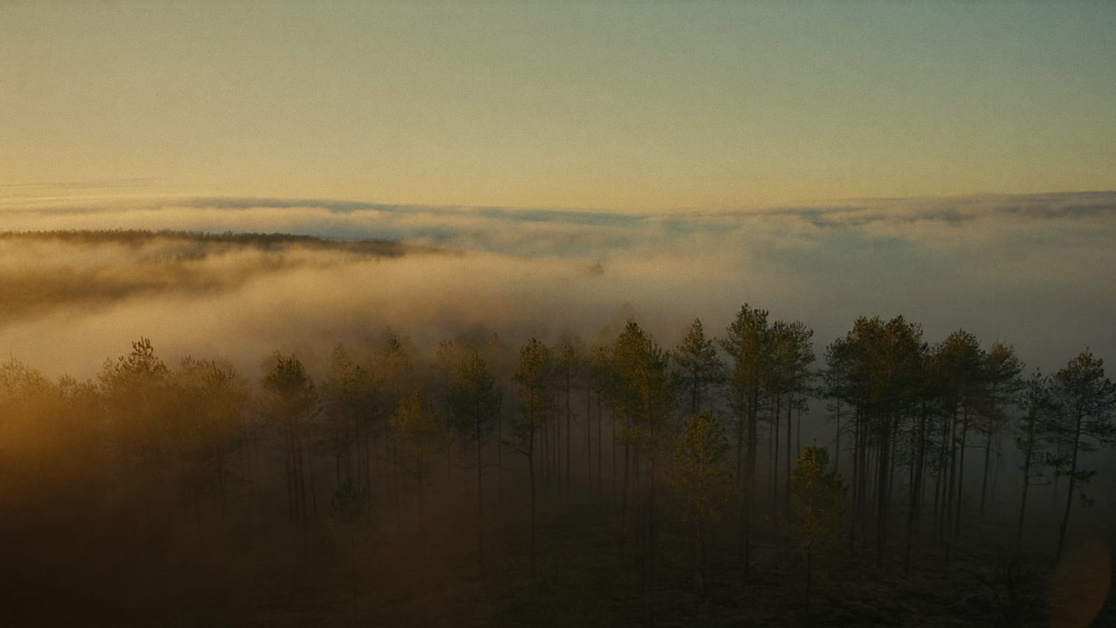 Cinematic drone-style b-roll shot of a fog-covered pine forest at dawn, warm sunlight breaking through the trees
