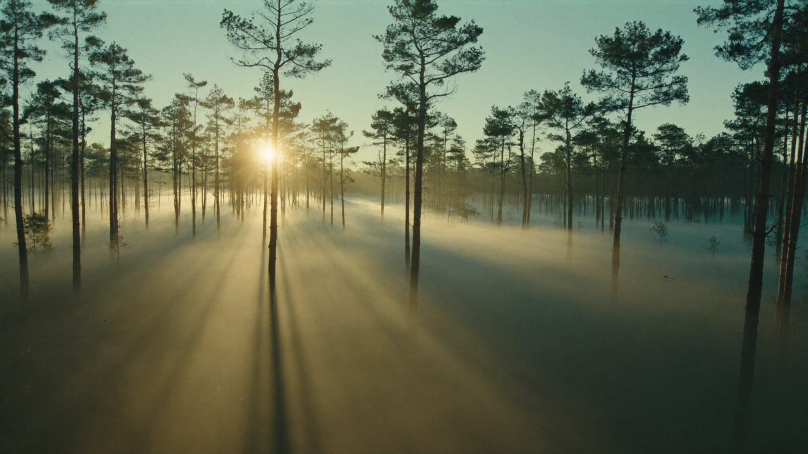Cinematic AI-generated b-roll: a foggy pine forest at dawn with warm light through the trees