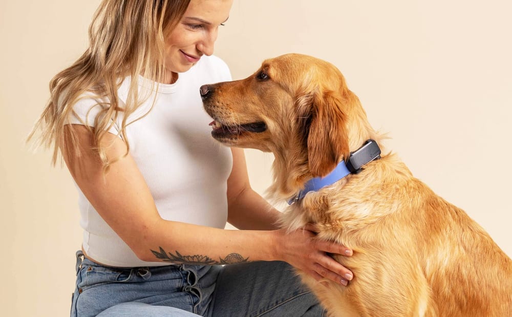 Leaving your dog home alone 9 hours? See him, hear him, feed him
